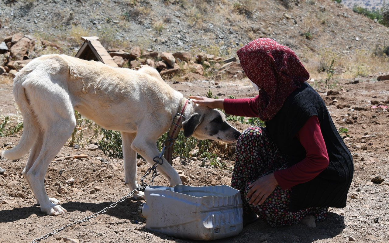 Konya'da köpekler için aylık 125 lira bakım ücreti ve mama yardımı