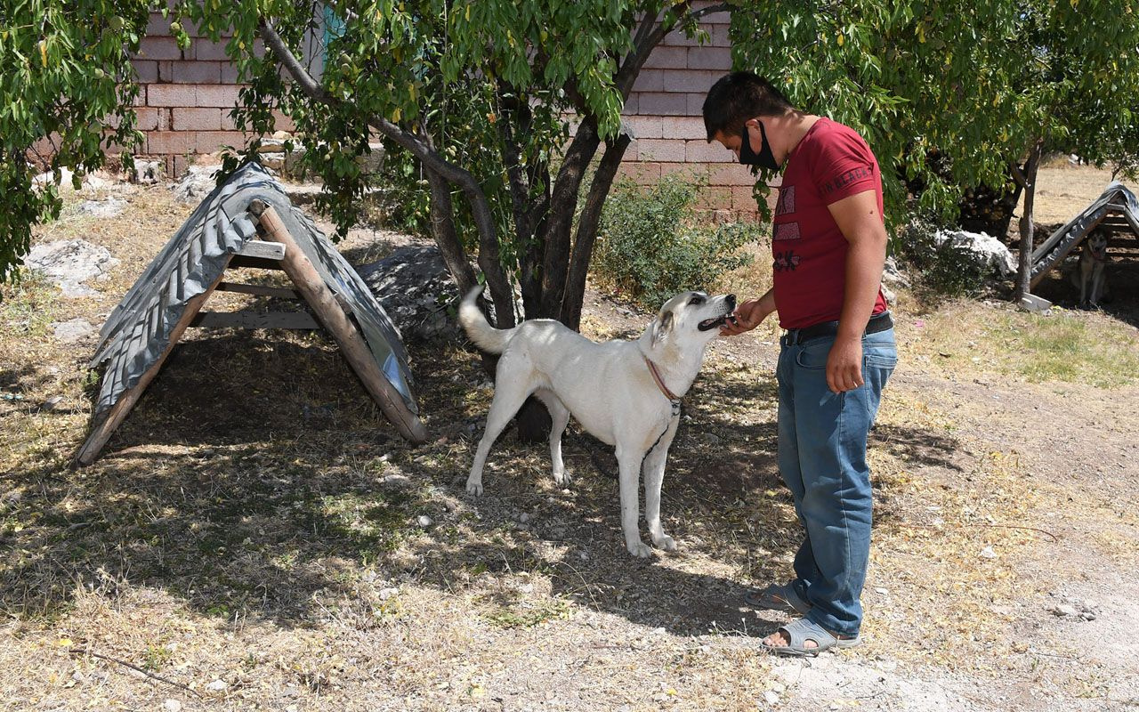 Konya'da köpekler için aylık 125 lira bakım ücreti ve mama yardımı