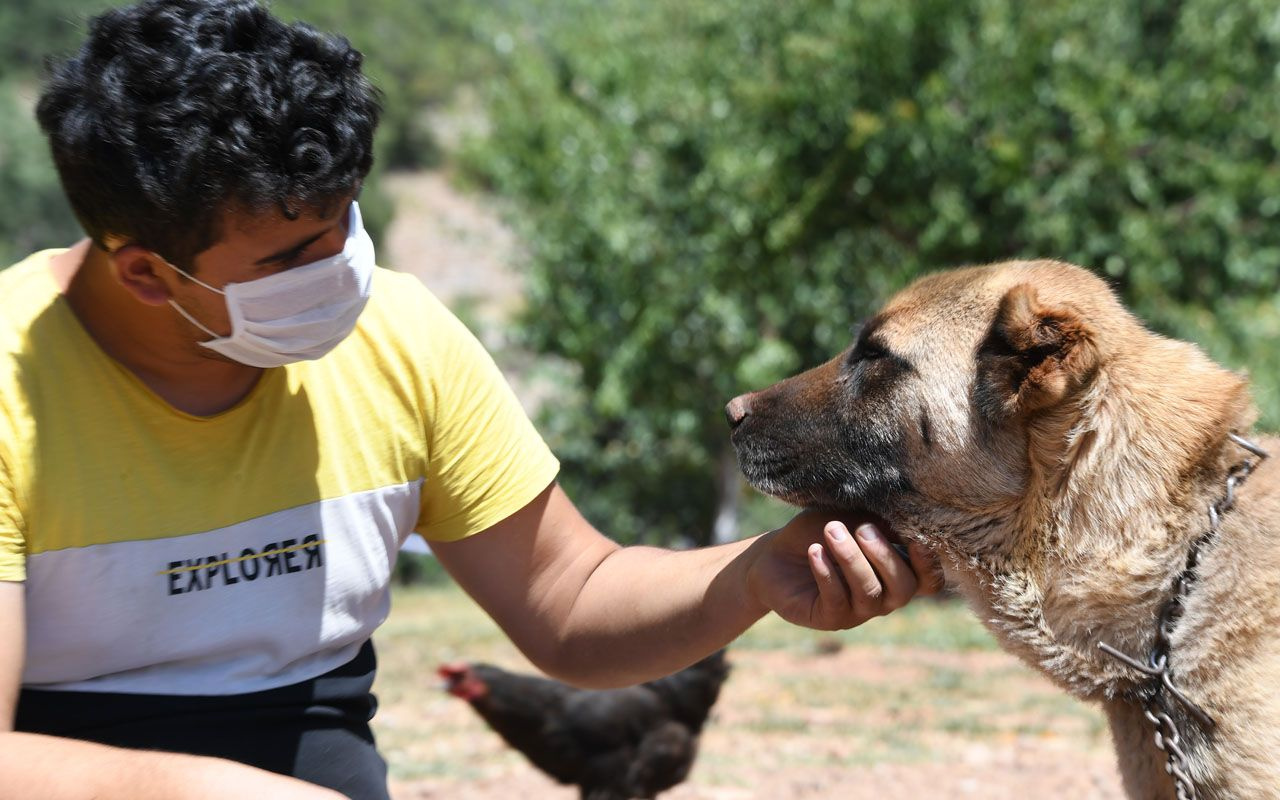 Konya'da köpekler için aylık 125 lira bakım ücreti ve mama yardımı