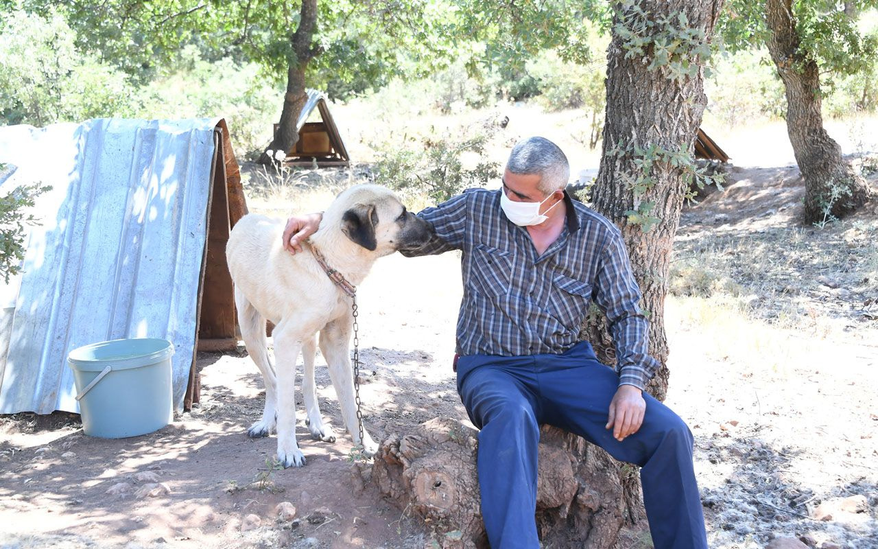 Konya'da köpekler için aylık 125 lira bakım ücreti ve mama yardımı