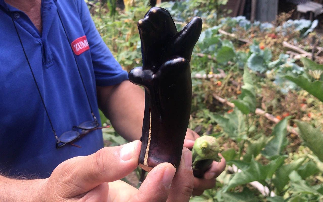 Çanakkale'de 5 parmaklı patlıcan göreni şaşkına çeviriyor çocuk eli kadar