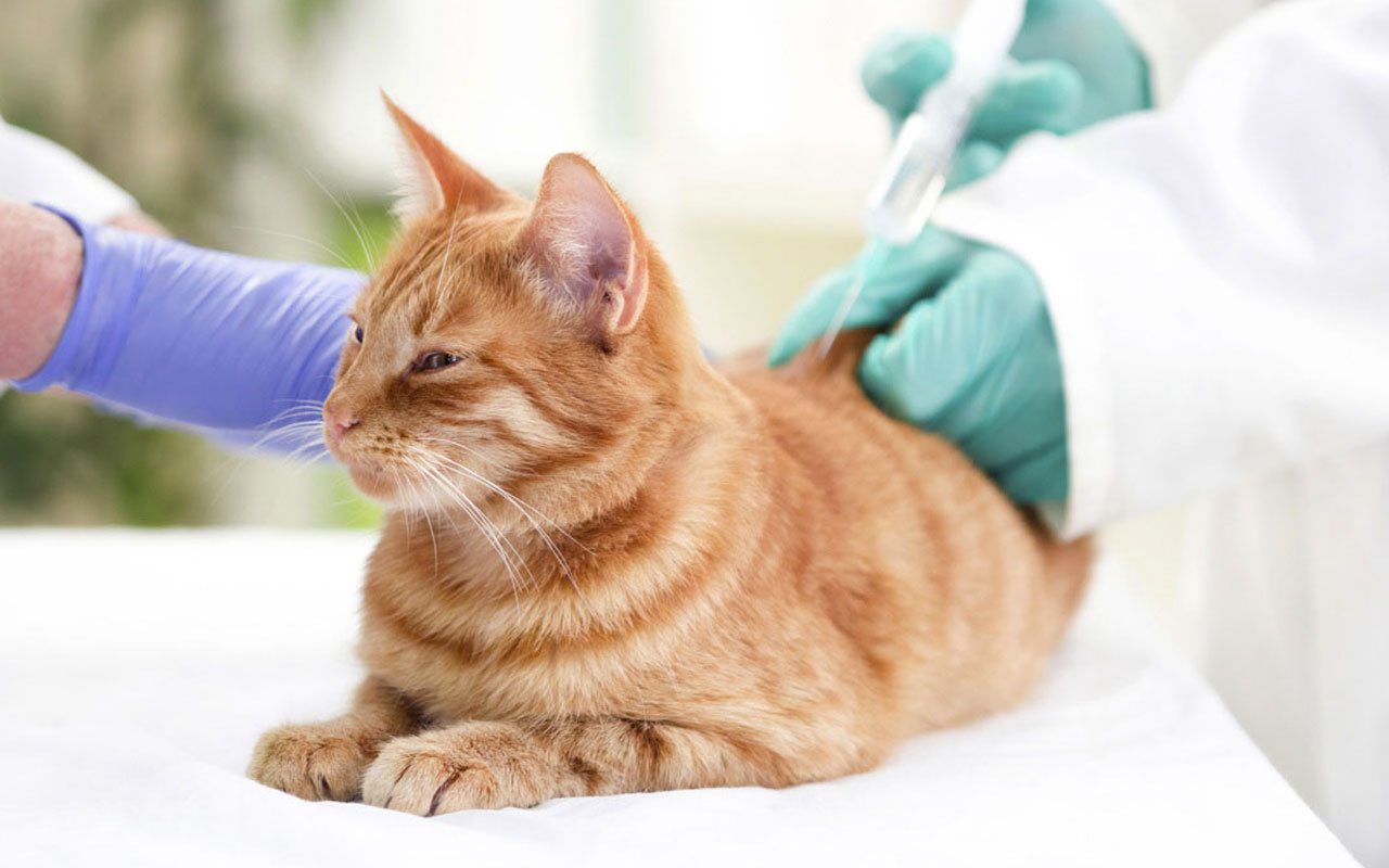 Koronavirüse karşı kedi ilacı! Virüsün çoğalmasını durdurdu