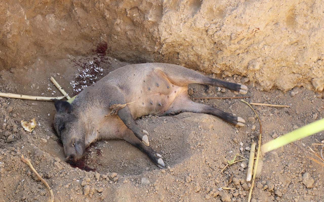Denizli'de ay çekirdeği tarlasında obruk oluştu içine düşen yaban hayvanı öldü