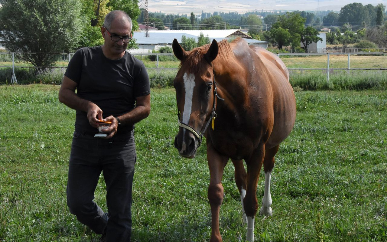 Konya'da Türkiye'nin şampiyon atları bal ve pekmezle yetiştiriliyor