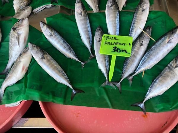 Balık yasağı kalktı tezgahlar palamutla doldu fiyatlar yine de pahalı