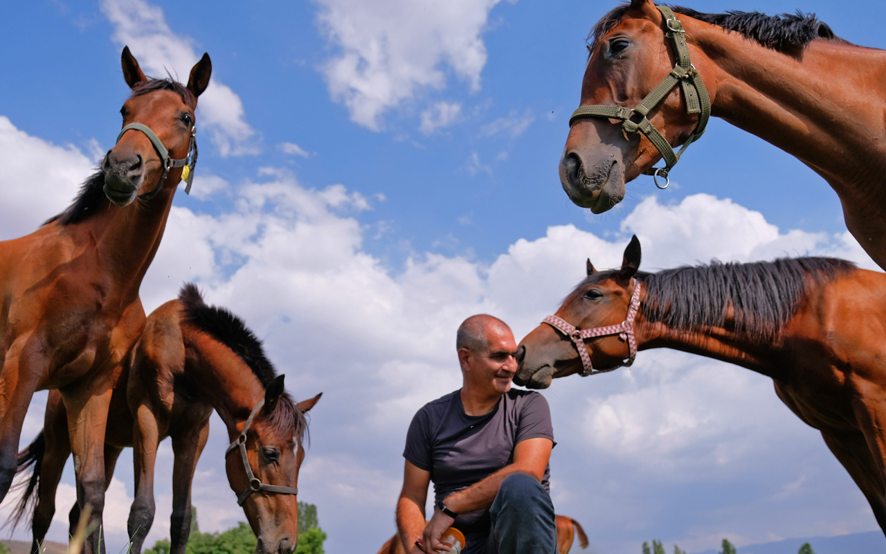 Konya'da Türkiye'nin şampiyon atları bal ve pekmezle yetiştiriliyor