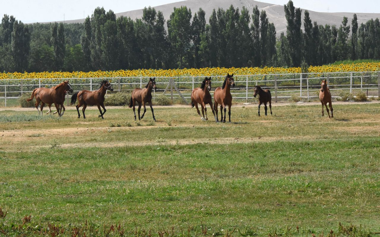 Konya'da Türkiye'nin şampiyon atları bal ve pekmezle yetiştiriliyor