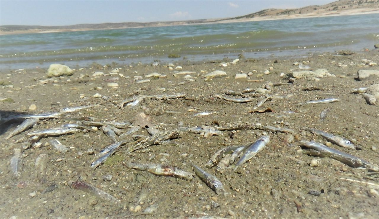 Kütahya Porsuk Barajı'ndaki balık ölümleri endişe yarattı