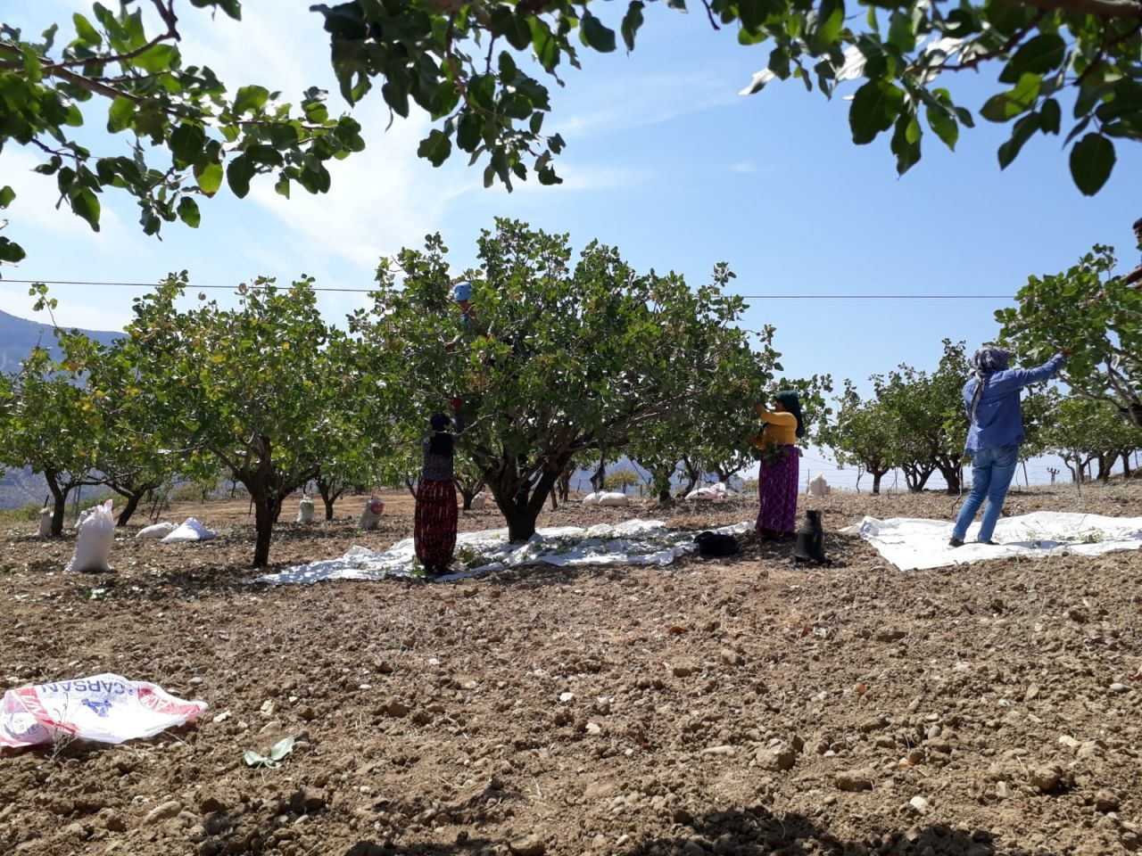 Siirt'te hasada başlandı! 10 milyar TL gelir sağlıyor