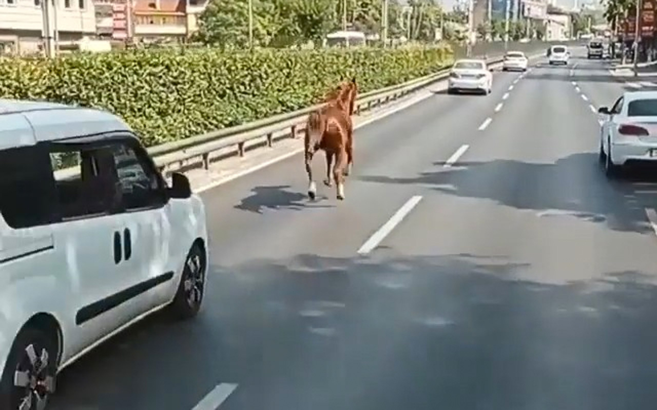 Bursa'da kara yolunda dört nala koşan başı boş at araçlarla yarıştı