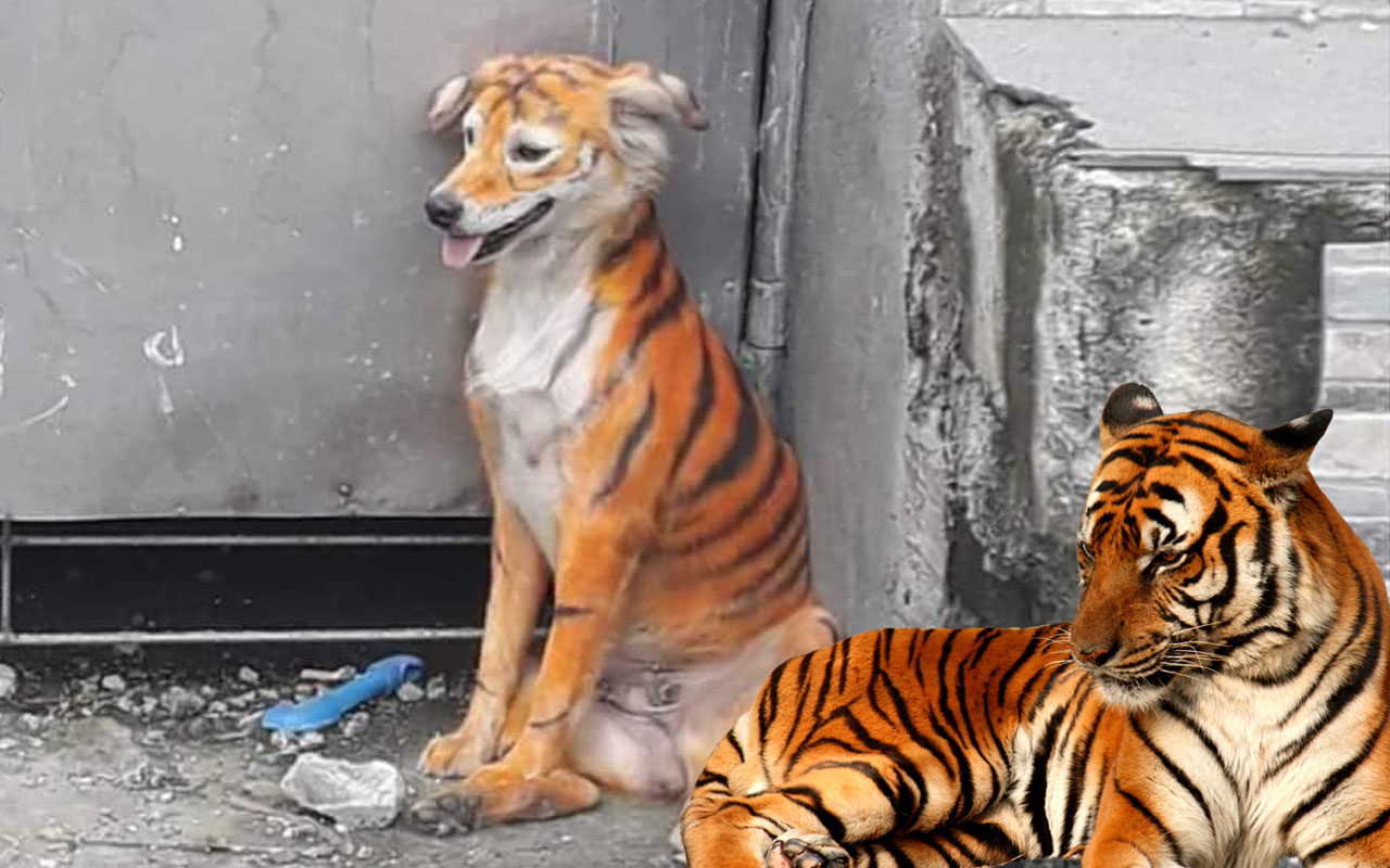 Malezya'da köpeği kimyasal boyayla kaplana dönüştürdüler hayvanseverler ayakta