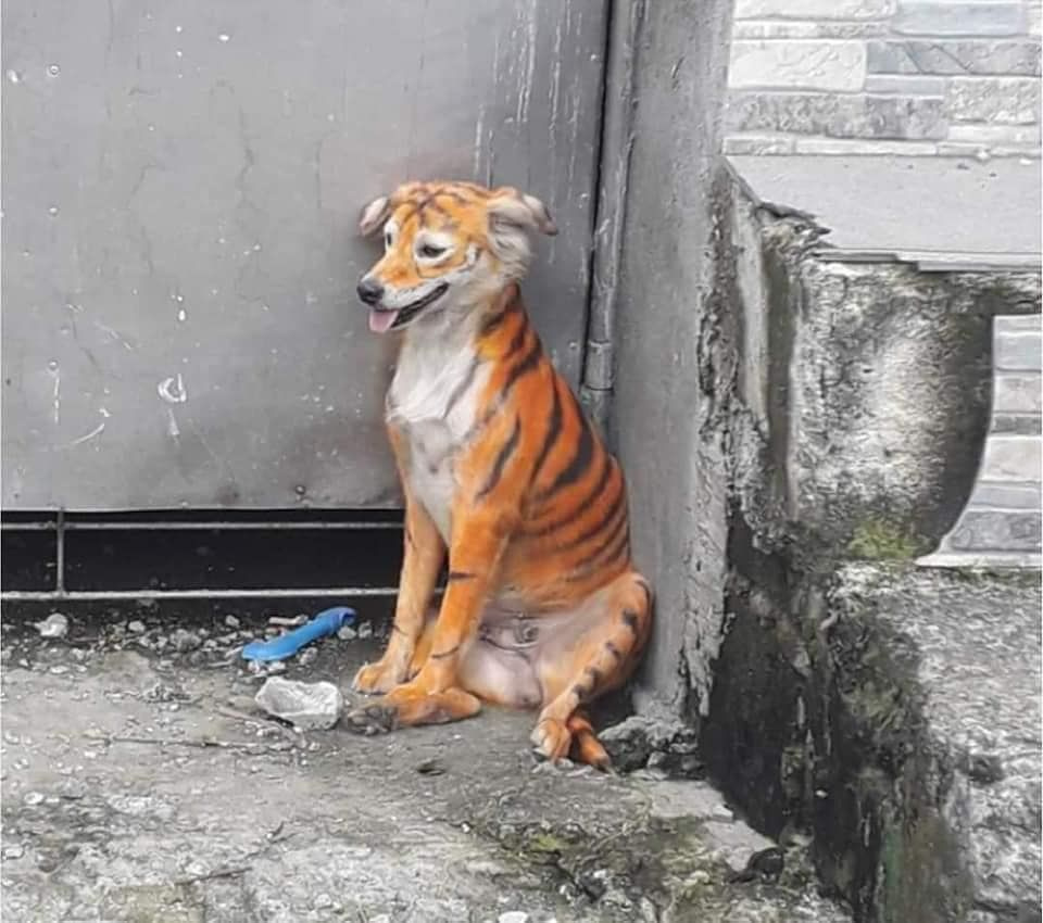 Malezya'da köpeği kimyasal boyayla kaplana dönüştürdüler hayvanseverler ayakta
