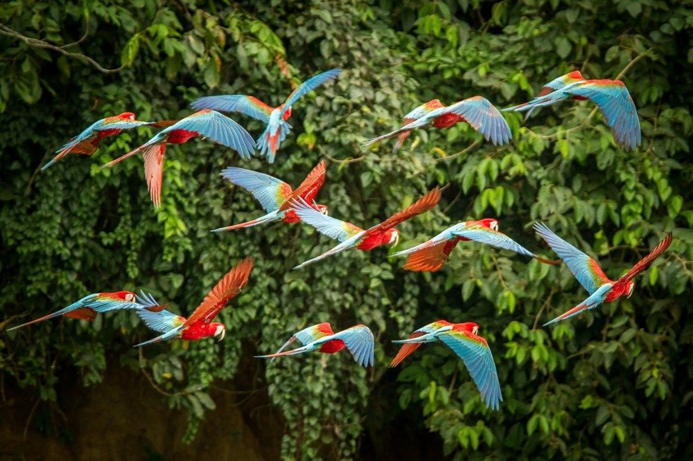 Amazon'da hayatları için savaşıyorlar! İşte yıkımın en acı fotoğrafları