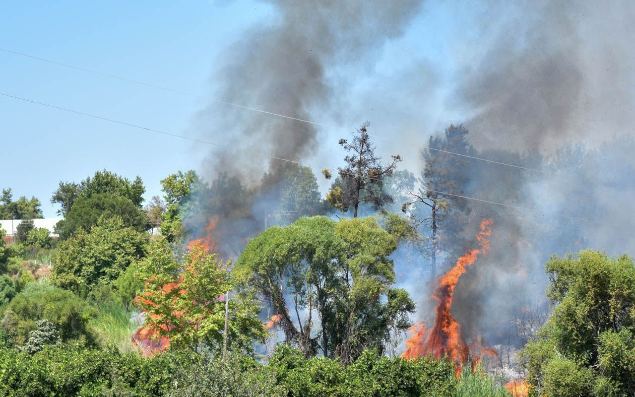 Türkiye'de ormanlık alanlar alevlere teslim oldu 4 şehir birden yandı