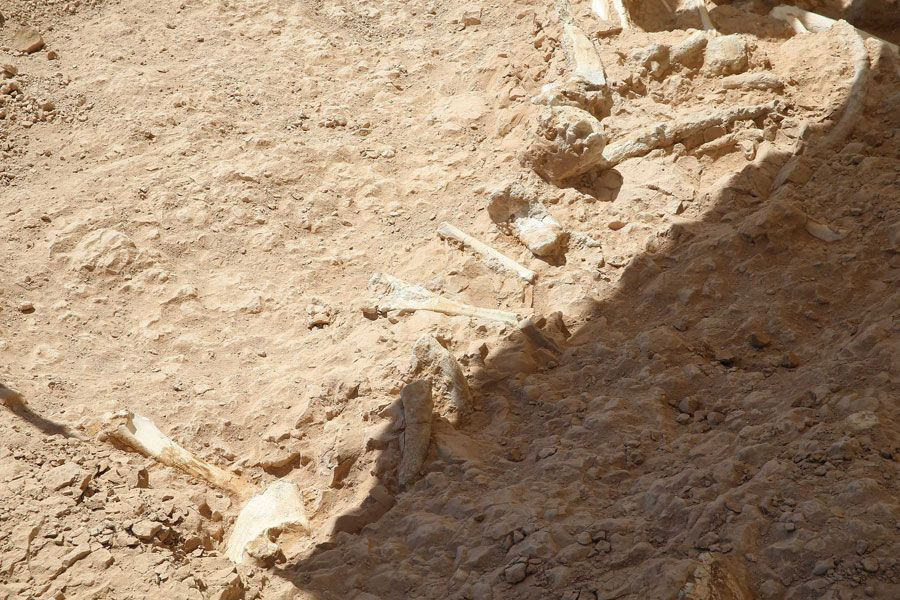 Kayseri'de 7,5 milyon yıllık yeni fosiller bulundu müthiş örneklerle karşılaştık