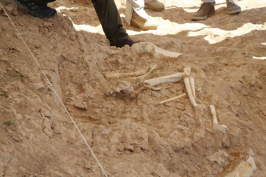 Kayseri'de 7,5 milyon yıllık yeni fosiller bulundu müthiş örneklerle karşılaştık