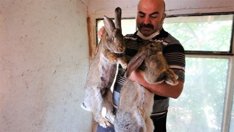 Tokat'ta dev tavşanları görenler şaşkına döndü! Fiyat ise dudak uçuklattı