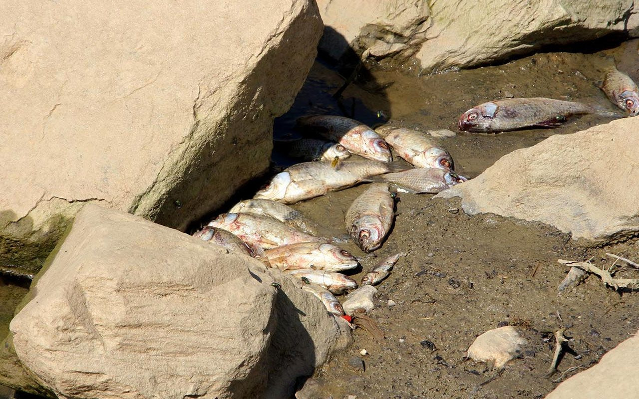 Kula Göleti'nde binlerce balık telef oldu Manisa'da içleri acıtan görüntüler