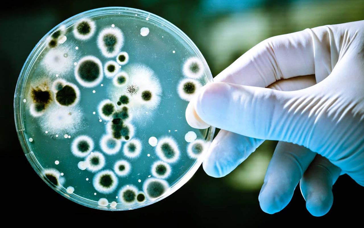 Çin'de yeni salgın paniği: Brussella bakterisi binlerce kişiye bulaştı