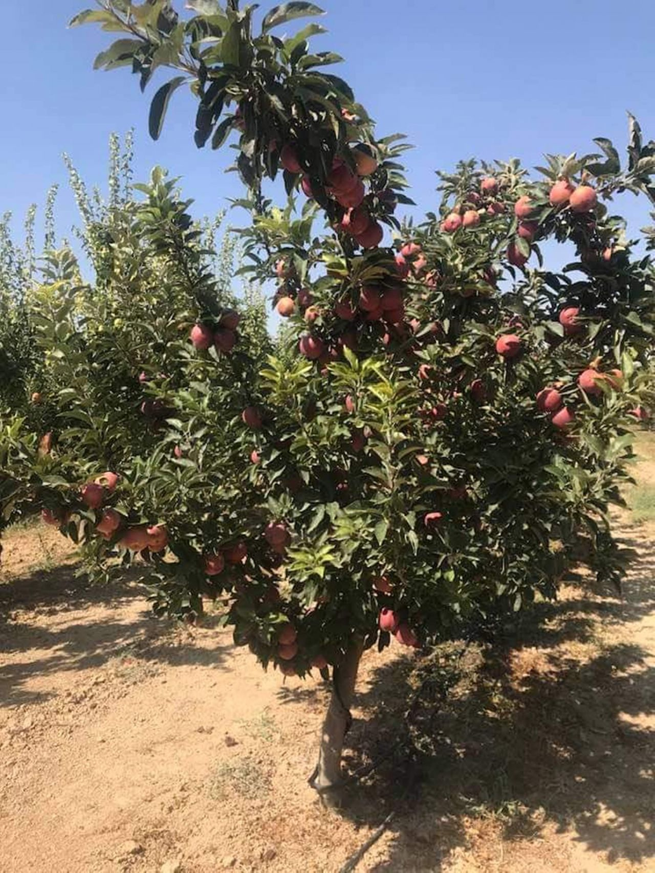 Mersin'de üretiliyor! Hindistan'a ihraç ediliyor