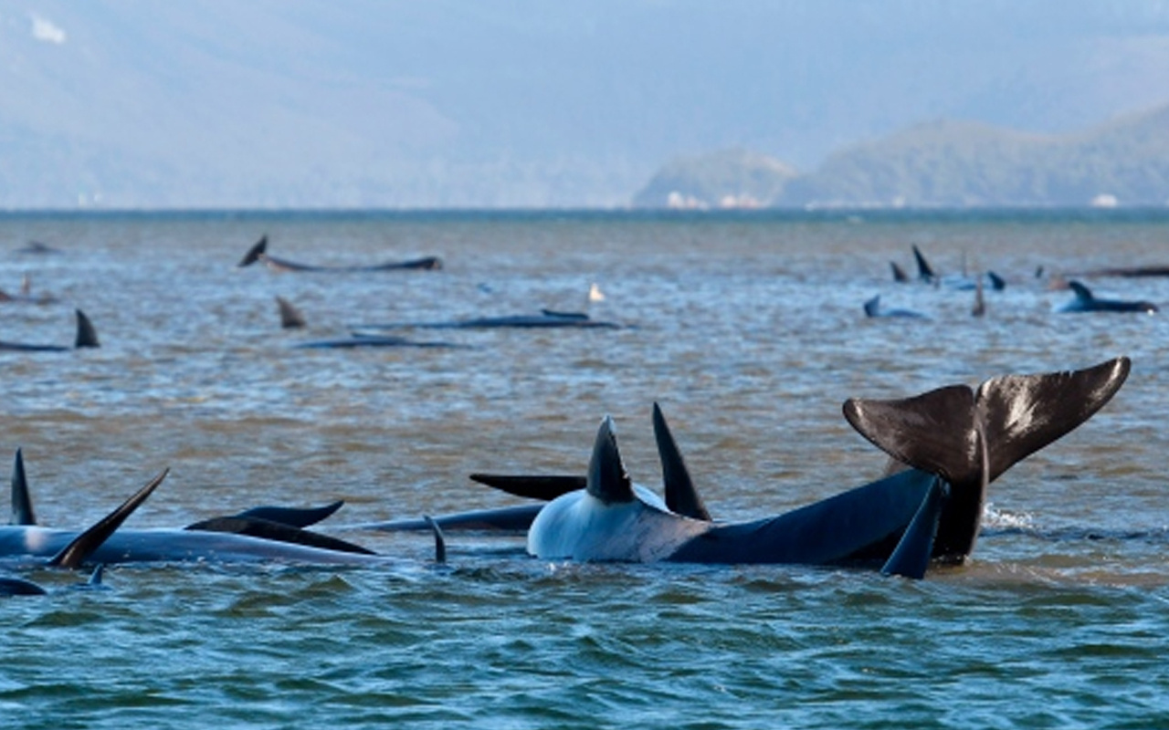 Avustralya tarihindeki en büyük toplu karaya vurma olayı: 380 balina yok oldu
