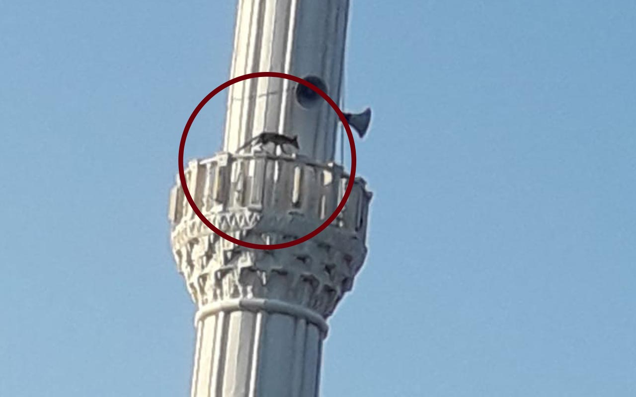 Manisa'da cami minaresinde dolaşan tilki görenleri şaşırttı