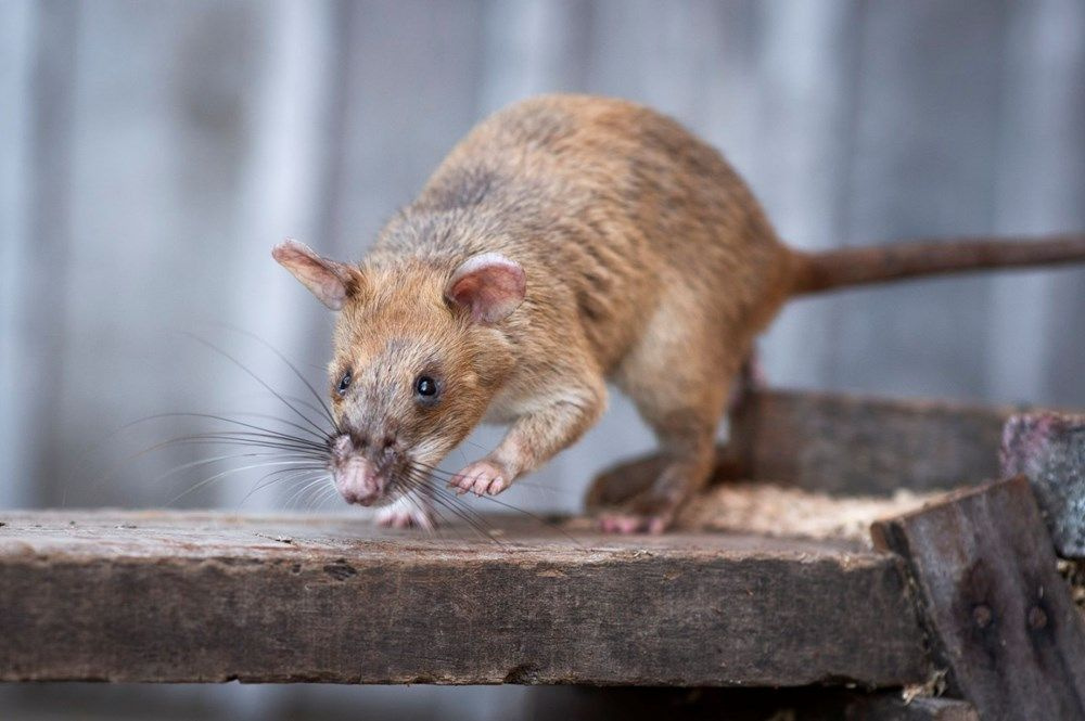 Bu fare bildiğiniz farelerden değil! Cesaret madalyası var