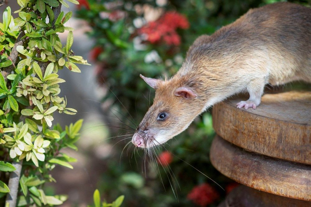 Bu fare bildiğiniz farelerden değil! Cesaret madalyası var