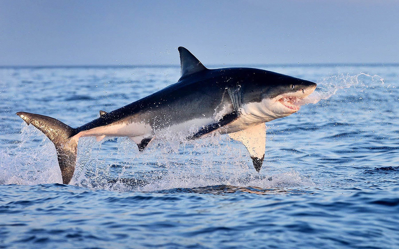 Korkunç iddia! Bir doz koronavirüs aşısı için 250 bin köpekbalığı katlediliyor