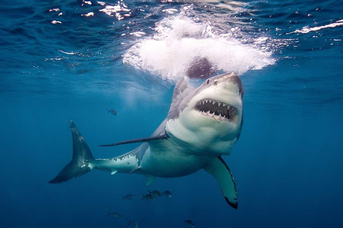 Korkunç iddia! Bir doz koronavirüs aşısı için 250 bin köpekbalığı katlediliyor
