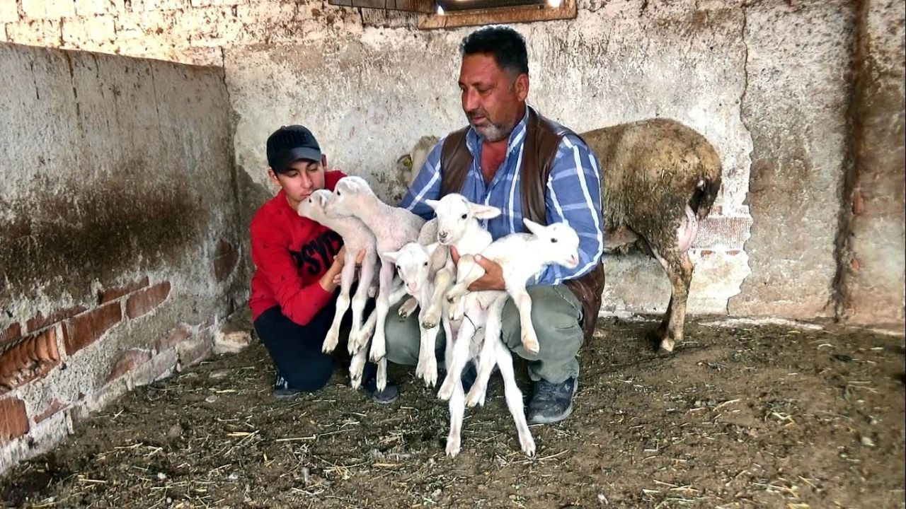 Manisa'da ilginç olay: Koyun beşiz doğurdu çiftçi verdiği isimle dikkat çekti