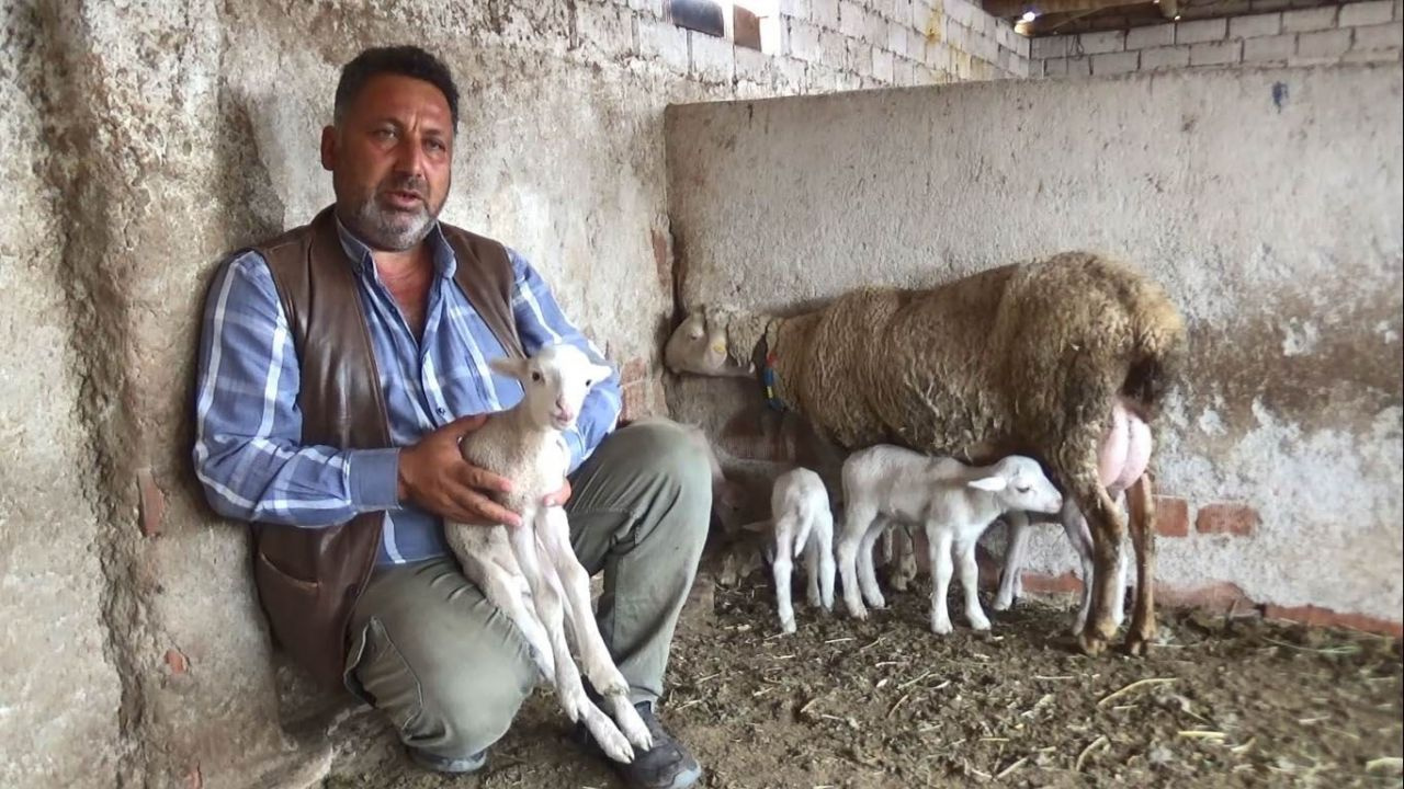 Manisa'da ilginç olay: Koyun beşiz doğurdu çiftçi verdiği isimle dikkat çekti