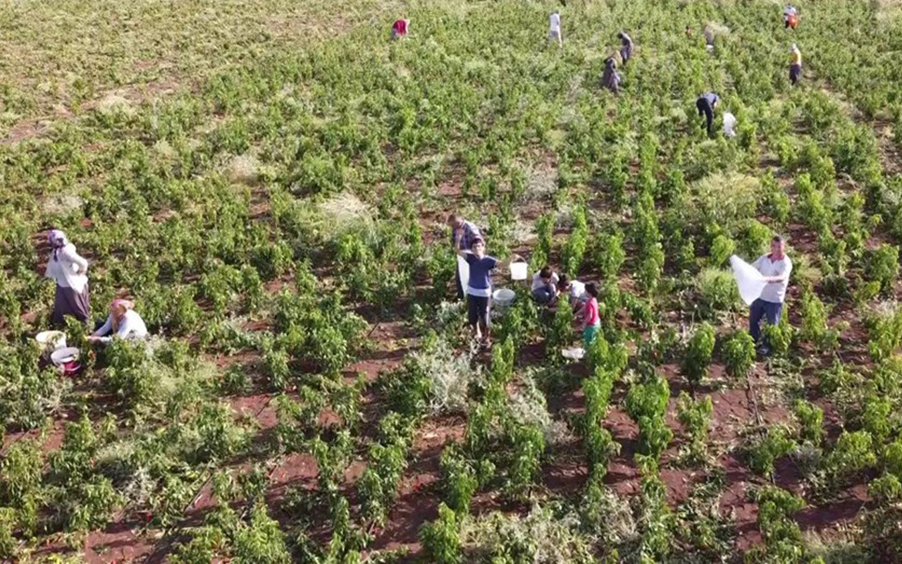 Adıyamanlı çiftçinin yaptığını duyan vatandaşlar tarlaya akın etti