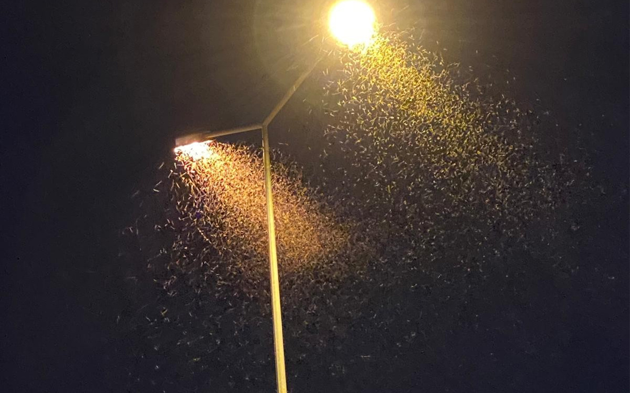 Bingöl'de binlerce sinek şehri bastı! Esnaf dükkanlarını kapattı