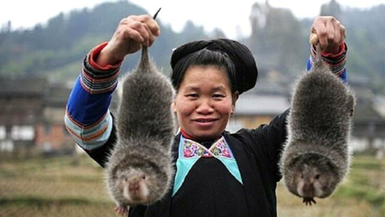 Moğolistan'da dağ sıçanı yiyen kadın yeni salgın başlattı! 24 saatte öldürüyor