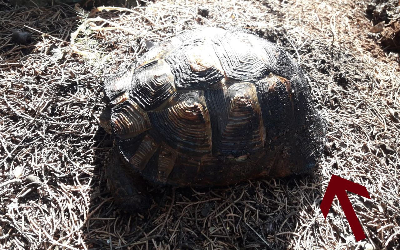 Denizli'de kundaklanan ormanda kaplumbağanın yardım çığlığı yürek dağladı