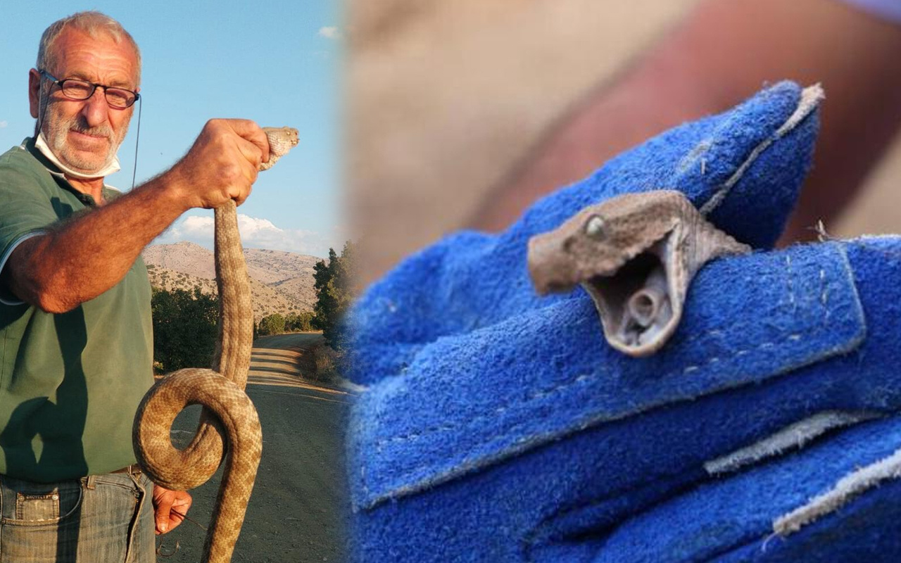 Şanlıurfa'da yılanlar ortaya çıktı çocuğun eli kesilmekten son anda kurtuldu