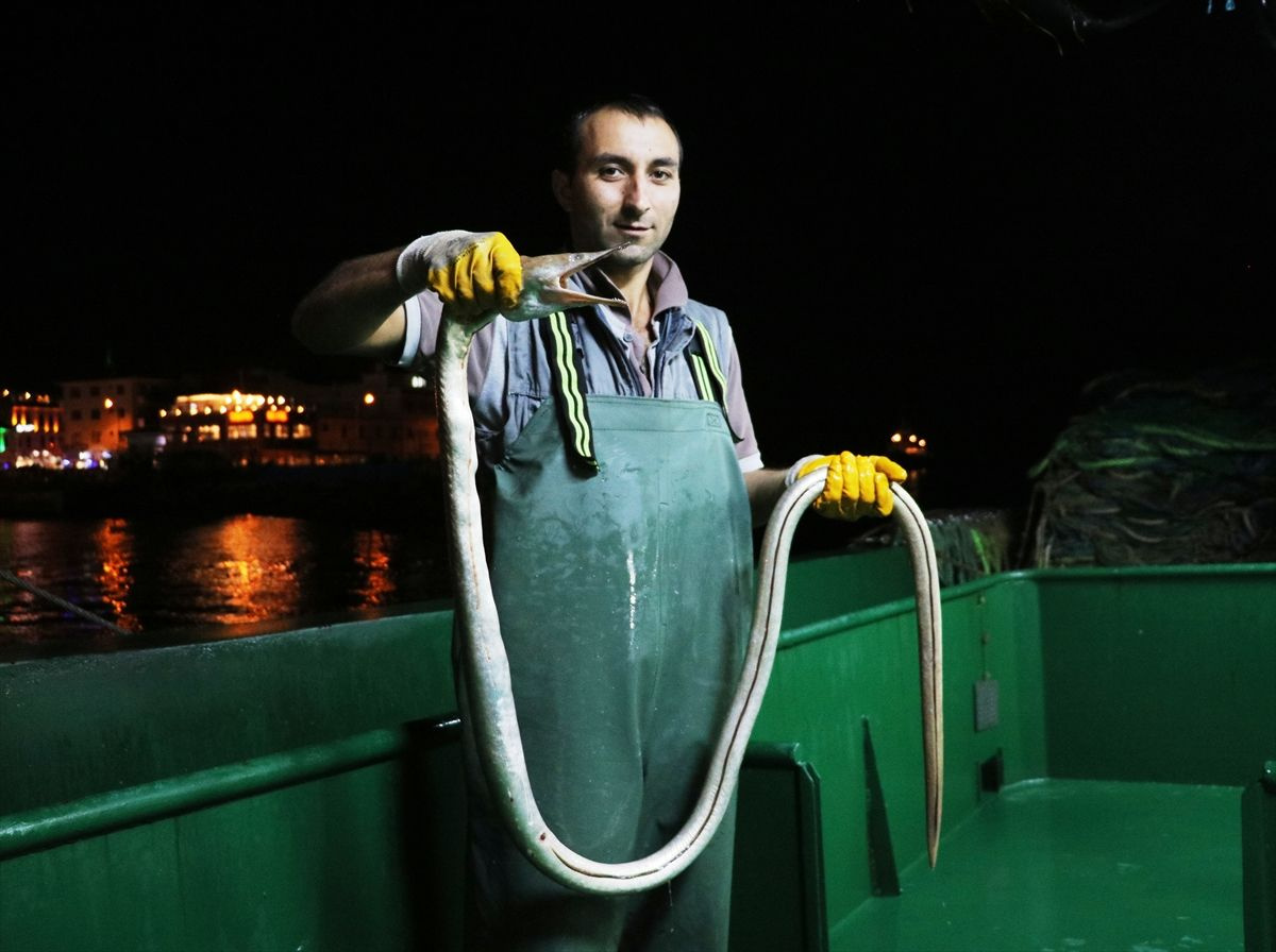 Çanakkale'de balıkçılar türüne ender rastlanan 'dikenli yılan balığı' yakaladı