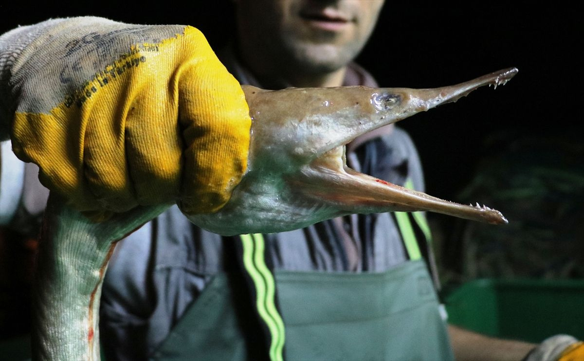 Çanakkale'de balıkçılar türüne ender rastlanan 'dikenli yılan balığı' yakaladı