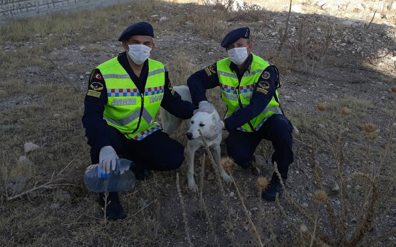 Kafası pet şişeye sıkışan köpeğin imdadına jandarma yetişti