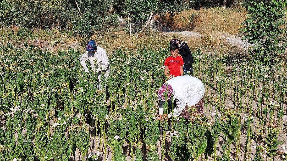 Amasya'da küçük Emirhan derslerine EBA üzerinden tütün tarlasında giriyor