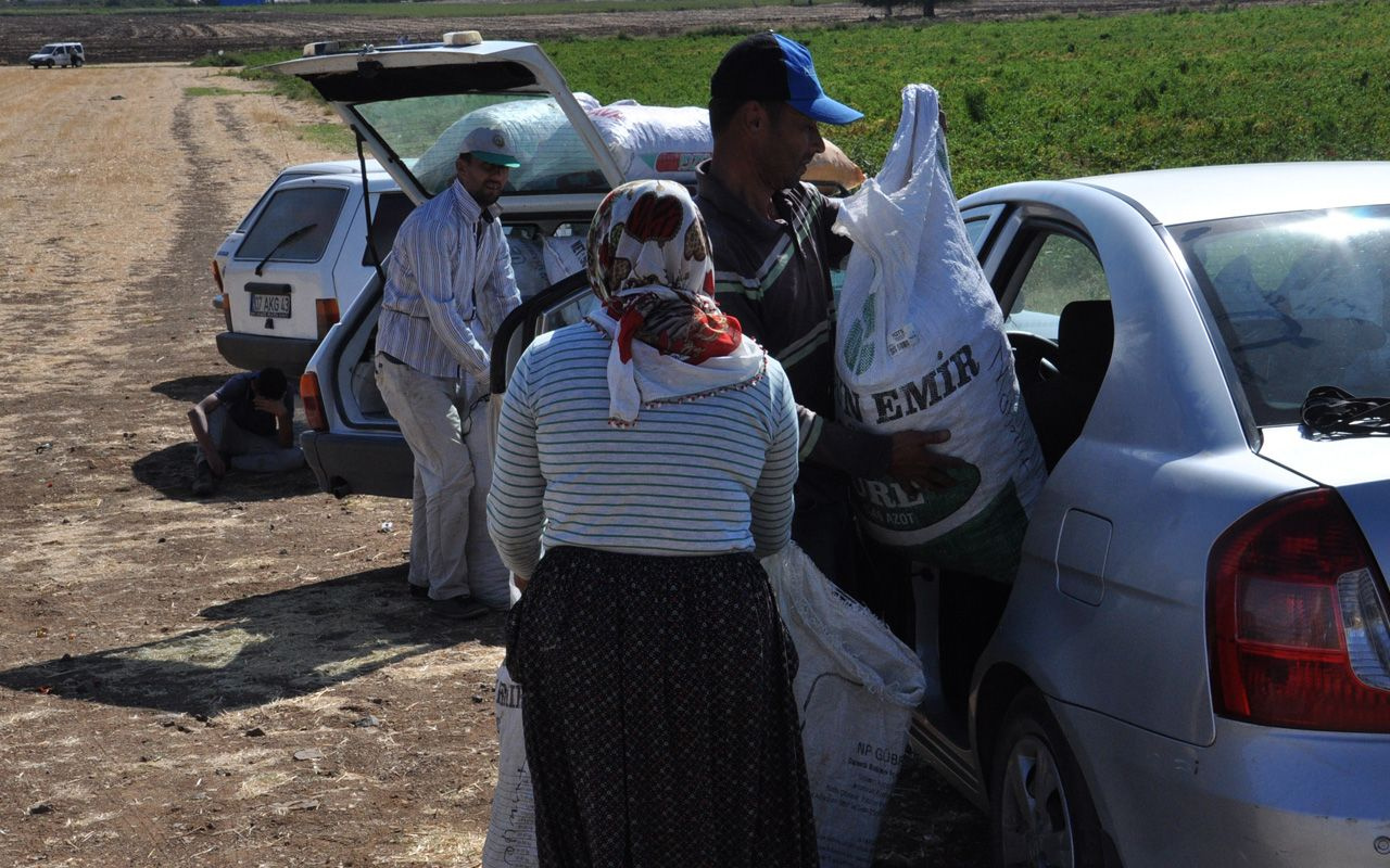 Gaziantep'te haberi duyan çuvallarla tarlaya girdi 'kırmızı altın' için yarıştılar