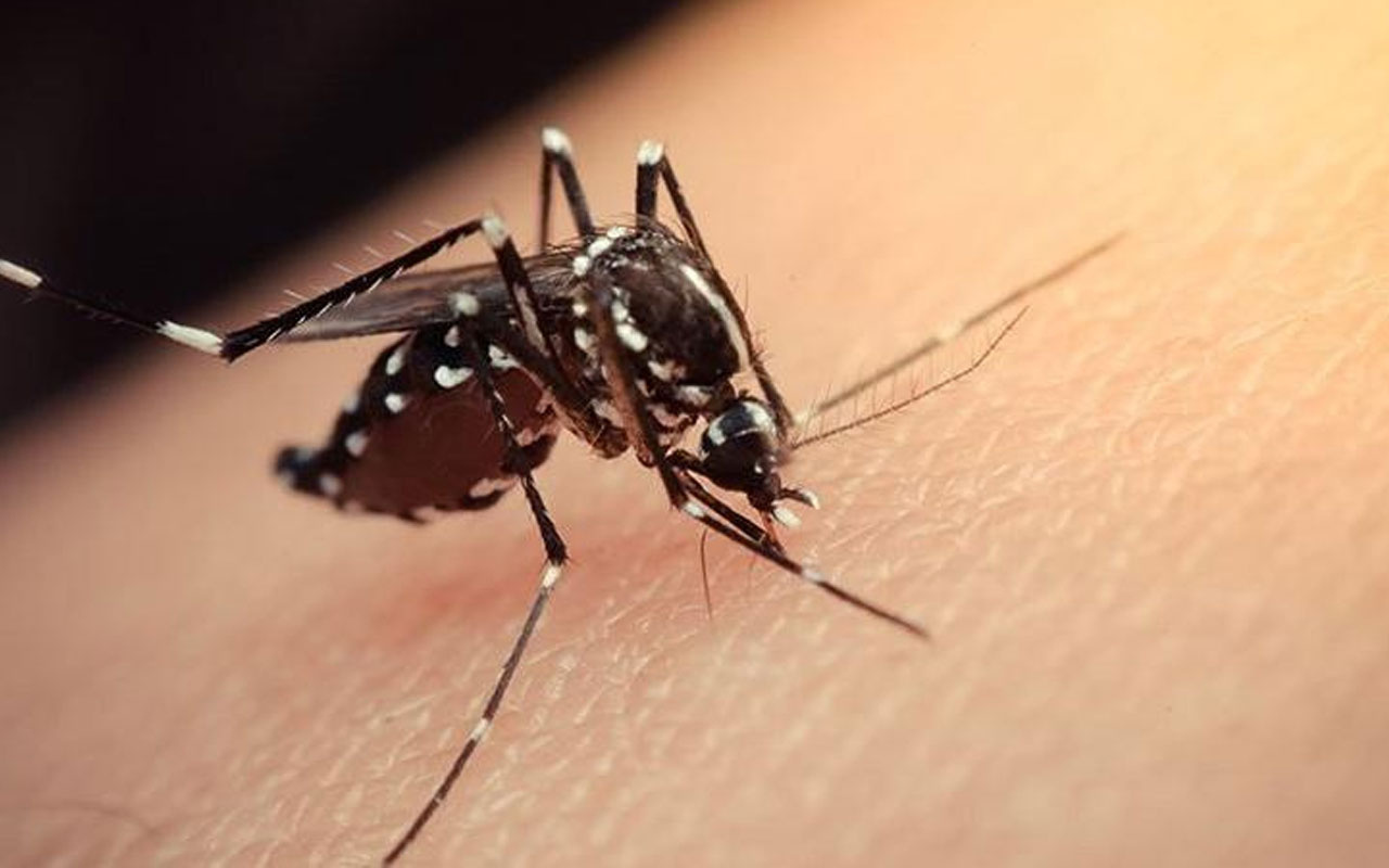 "Vampir sivrisinek" Asya Kaplan sivirisineğine biyolojik yöntemlerle çözüm aranacak