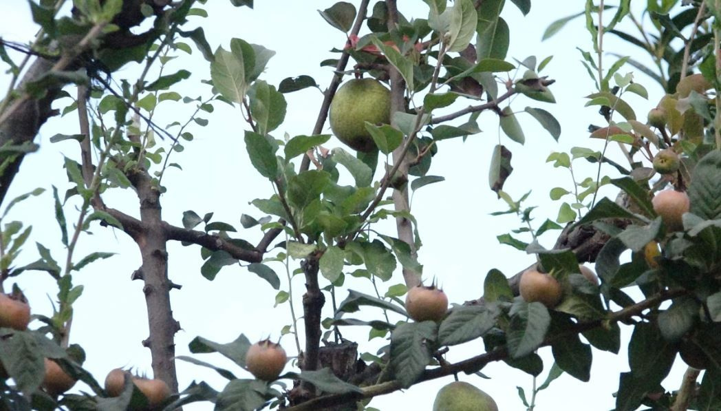 Trabzon'da kesmeye kıyamadığı ayva elma ve armut veriyor