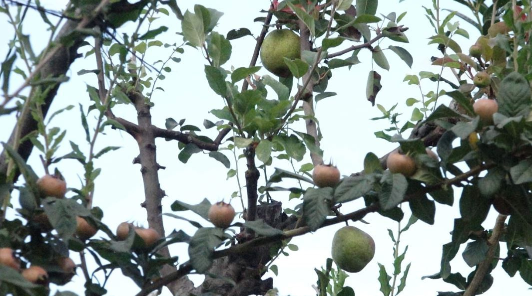 Trabzon'da kesmeye kıyamadığı ayva elma ve armut veriyor