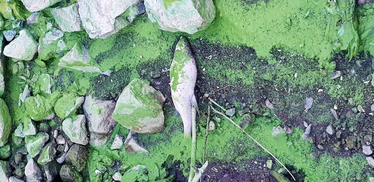 Tokat'ta baraj yeşile boyandı ölü balıklar kıyaya vurdu