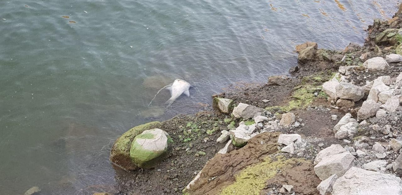 Tokat'ta baraj yeşile boyandı ölü balıklar kıyaya vurdu