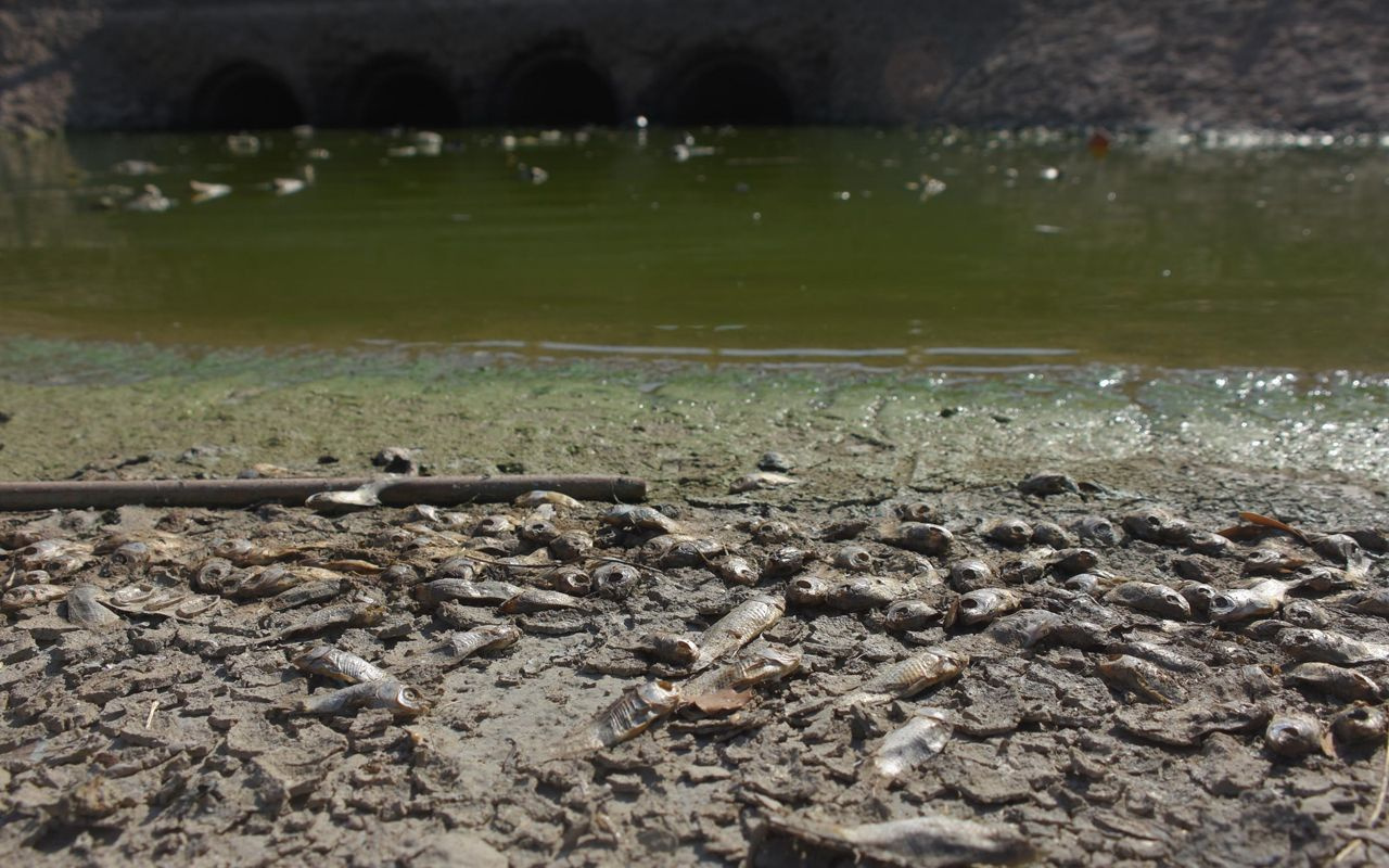 İzmir'in 'simge projesi' balıklara mezar oluyor: Kokmayan yer arıyoruz bulamıyoruz...