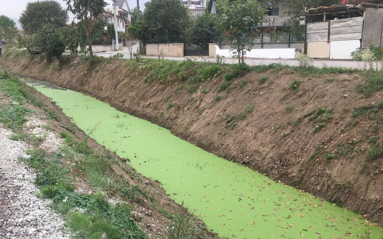 Kocaeli'de rengi yeşile dönen dere tedirgin etti 'ilk defa böyle bir şey görüyorum'