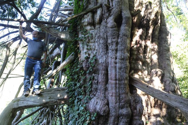 Türkiye’nin en geniş çaplısı Artvin’de tescillendi! 2 bin yaşında